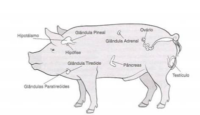 Localização da glândula pineal em um porco.